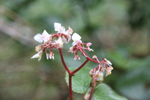 Image of Begonia ulmifolia by (c) Matteo Bellucci, some rights reserved (CC BY)
