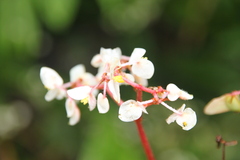 Matteo Bellucci, CC BY, iNaturalist via GBIF Begonia ulmifolia, photograph Matteo Bellucci, CC BY, iNaturalist via GBIF