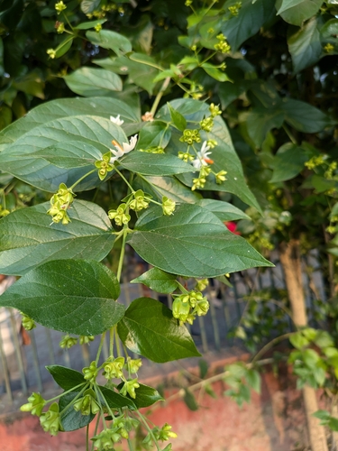 Nyctanthes arbor-tristis