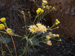 Hymenothrix loomisii