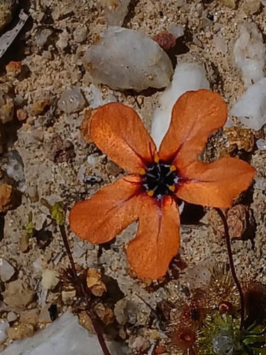 Drosera miniata