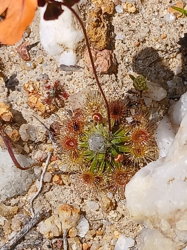 Drosera miniata