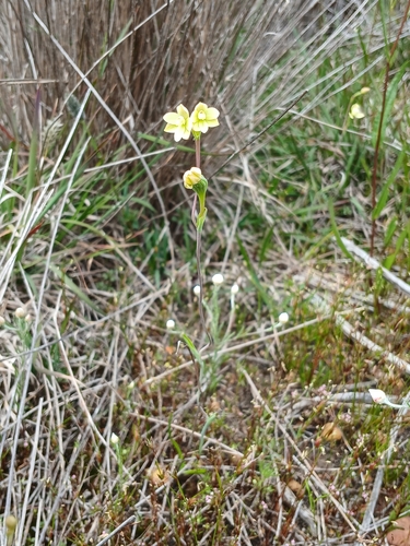 Image of Thelymitra flexuosa by (c) Leon Perrie, some rights reserved (CC BY)