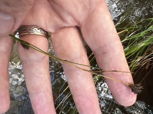 Mosquito Beaksedge (Rhynchospora crinipes)