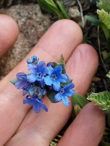 Image of Mertensia tweedyi by no rights reserved