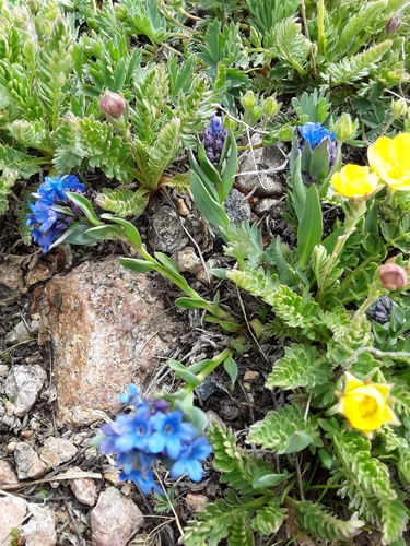 Image of Mertensia tweedyi by no rights reserved