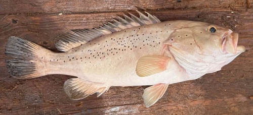Dotted grouper (Epinephelus epistictus) — Serranidae