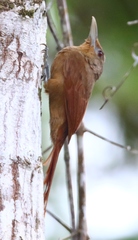 Dendrexetastes rufigula