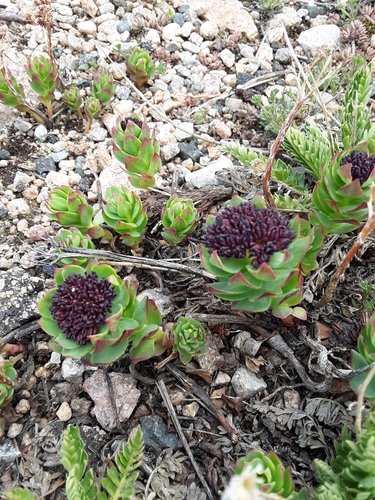 Sedum integrifolium (Raf.) A.Nelson