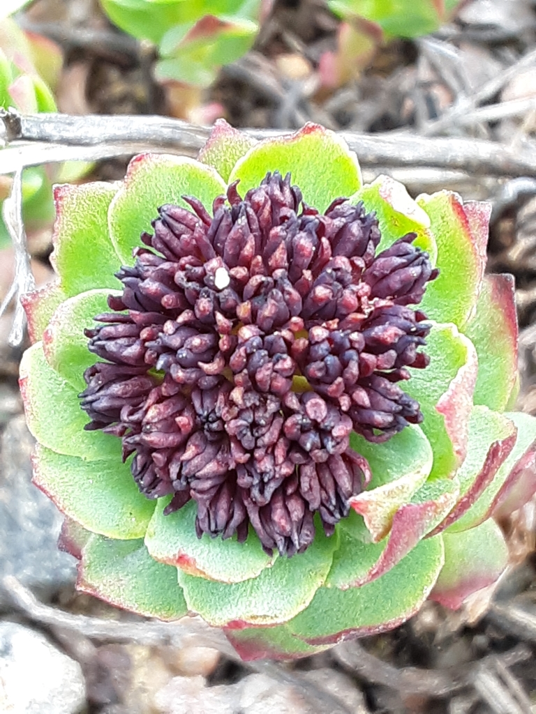 Sedum roseum (L.) Scop. 2