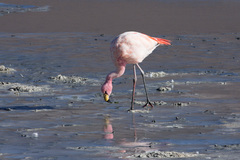 Phoenicoparrus jamesi