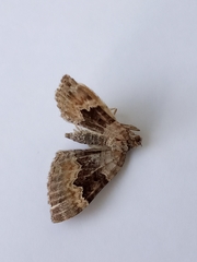 Xanthorhoe quadrifasiata
