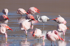 Phoenicoparrus jamesi