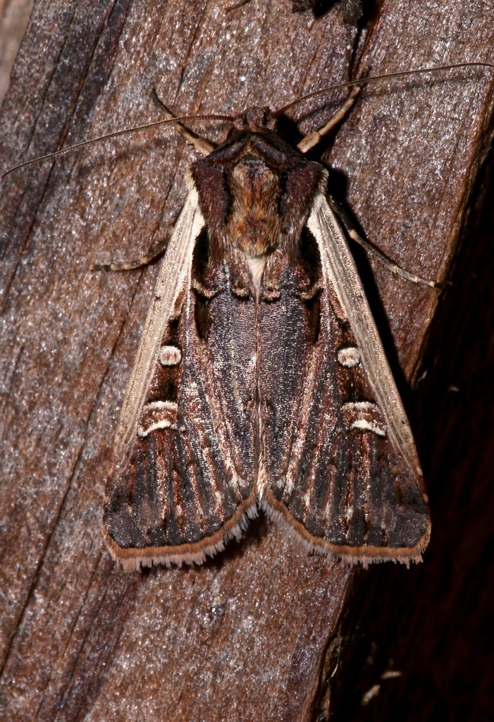 Western Bean Cutworm Moth