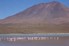 Phoenicoparrus jamesi