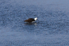 Recurvirostra andina