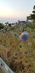 Echinops