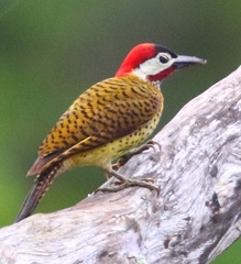 Colaptes punctigula