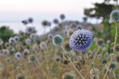 Echinops