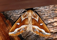 Caripeta angustiorata