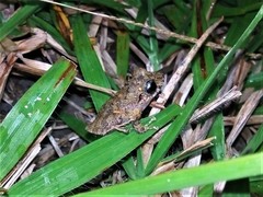 Pristimantis taeniatus