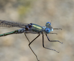 Lestes stultus
