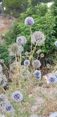 Echinops