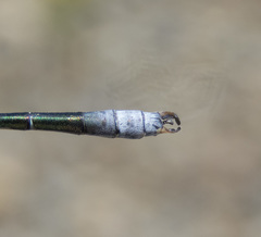 Lestes stultus