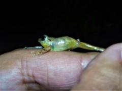 Pristimantis taeniatus