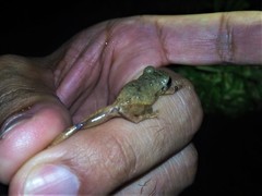 Pristimantis taeniatus