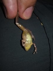 Pristimantis taeniatus