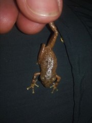 Pristimantis taeniatus