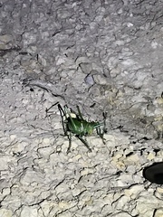 Neobarrettia spinosa