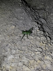 Neobarrettia spinosa