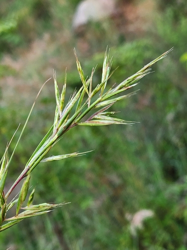 Cymbopogon coloratus