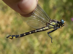 Phanogomphus kurilis