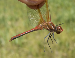 Sympetrum madidum