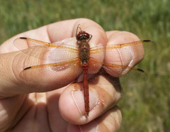 Sympetrum madidum