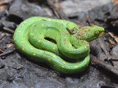 Green Bush Viper photo 5