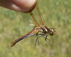 Sympetrum madidum