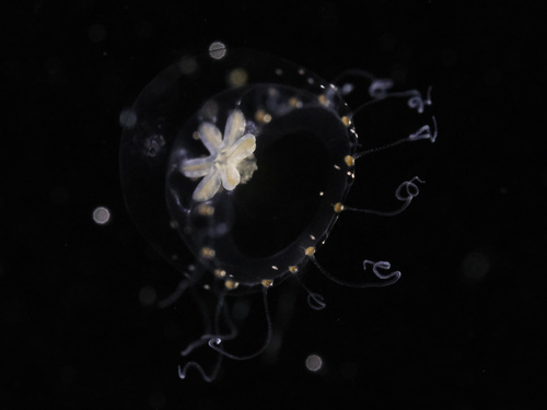 Proboscidactyla stellata