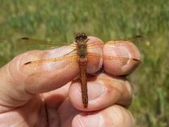 Sympetrum madidum