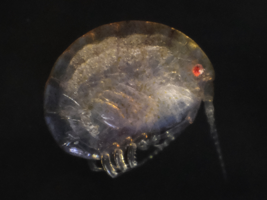 Metopa borealis