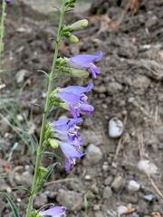 Penstemon neomexicanus