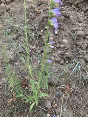 Penstemon neomexicanus