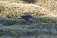 Cinclodes