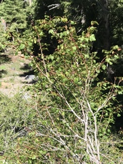 Acer glabrum
