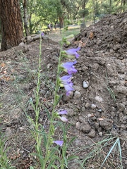 Penstemon neomexicanus