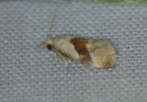Phtheochroa schwarziana · iNaturalist United Kingdom