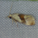 Phtheochroa schwarziana - Photo (c) Kent Miller, some rights reserved (CC BY-ND), uploaded by Kent Miller